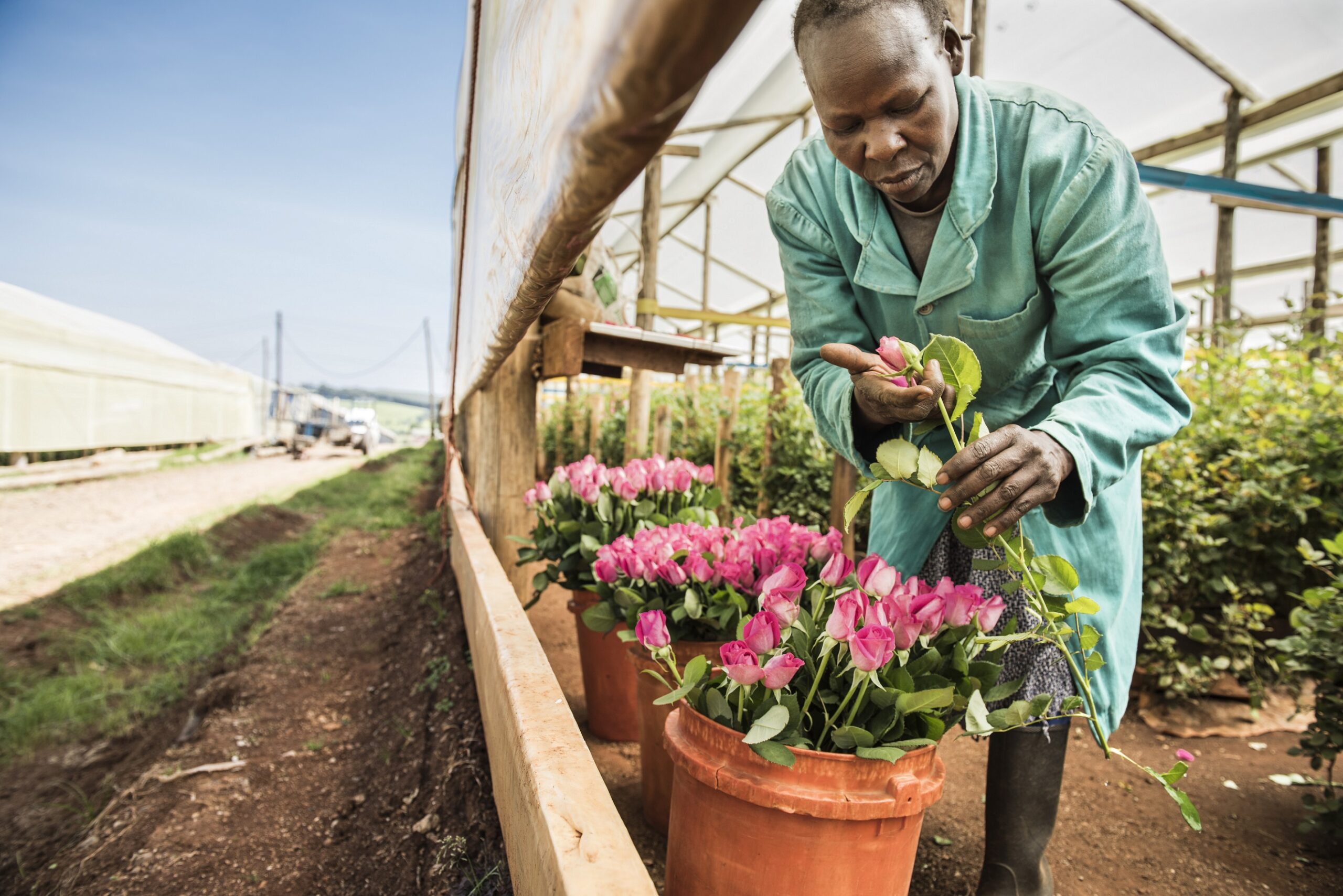 Promoting women rights in flower farms is good for business