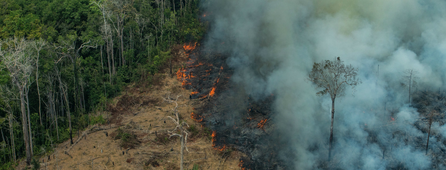 Amazon fires threaten indigenous communities, biodiversity and global climate