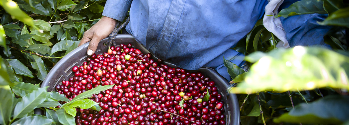 Hivos expands SAFE coffee program to Mexico