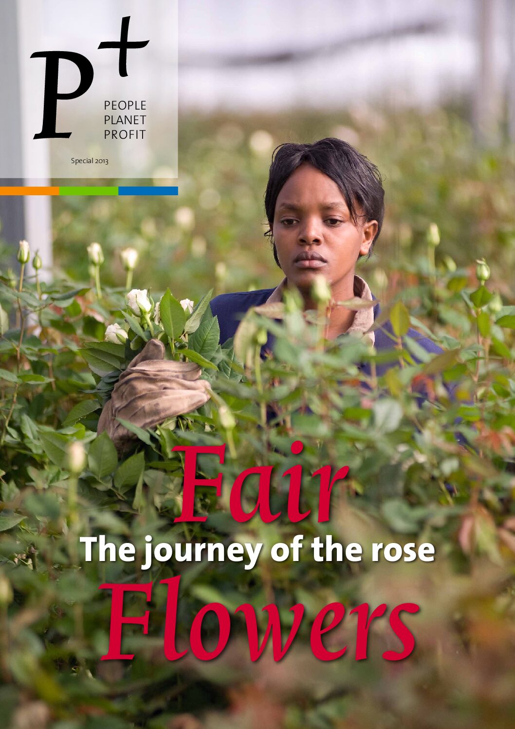 Fair Flowers: the journey of the rose